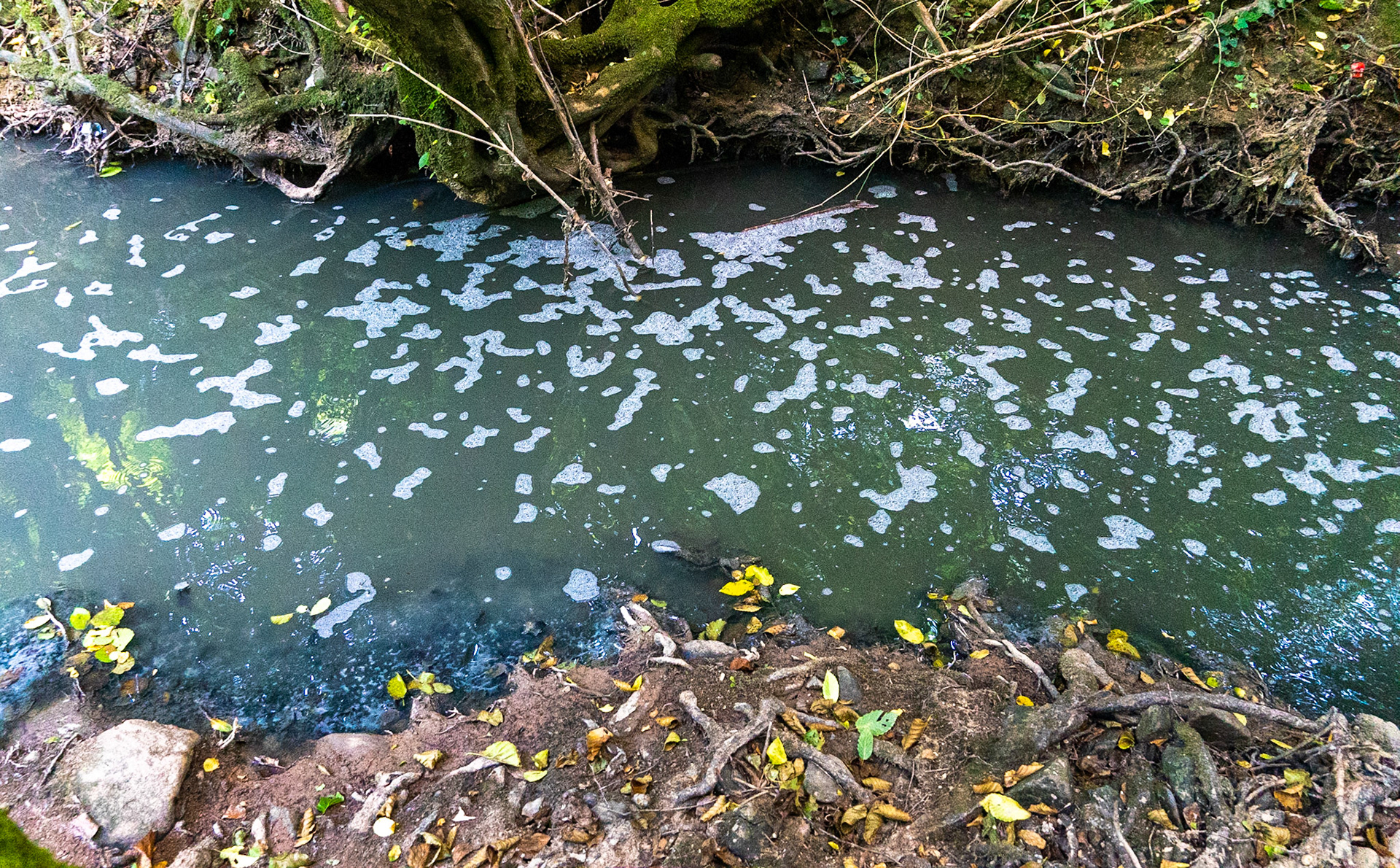 Kanlı forest: polluted stream