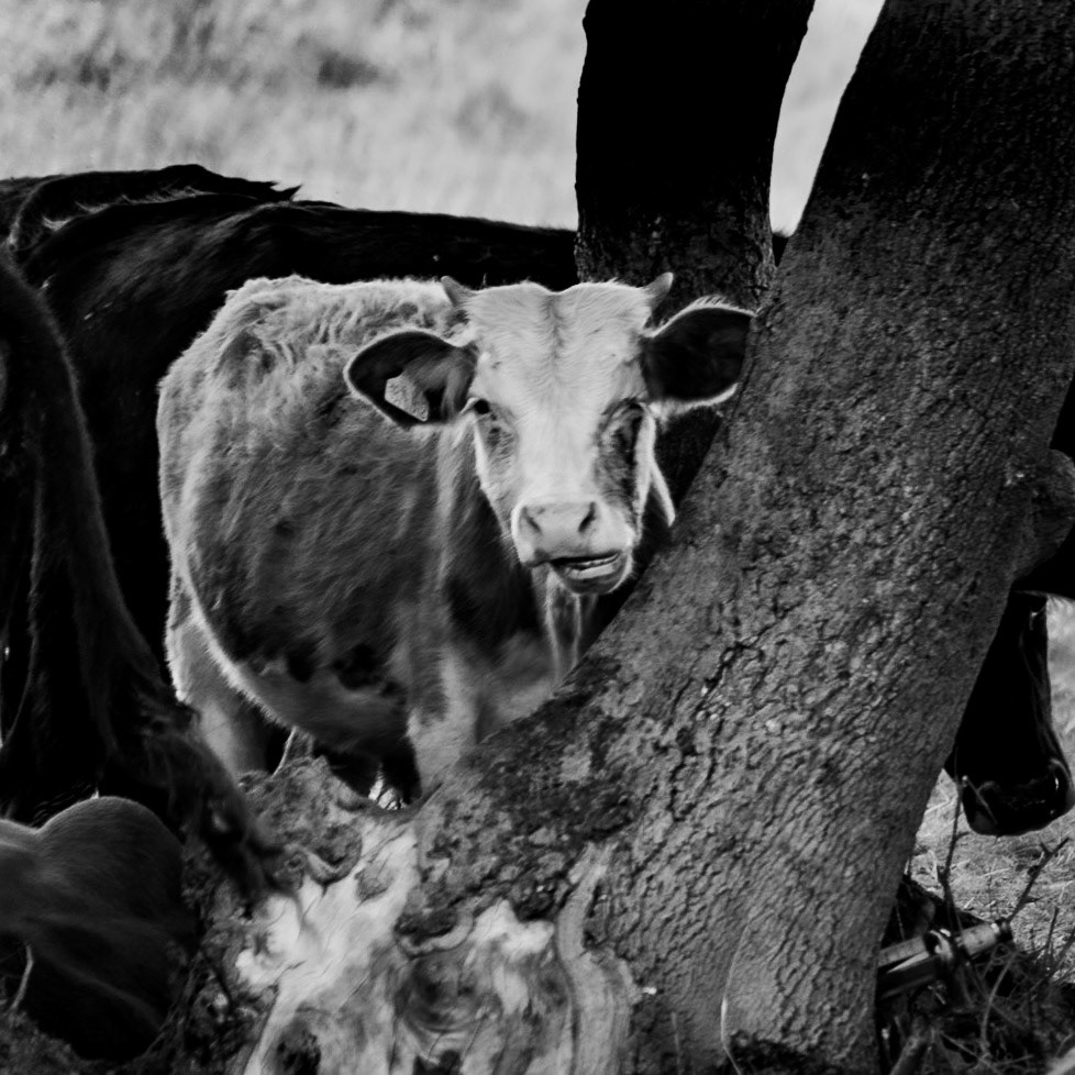 Sazlıdere southern flower meadow: cow face