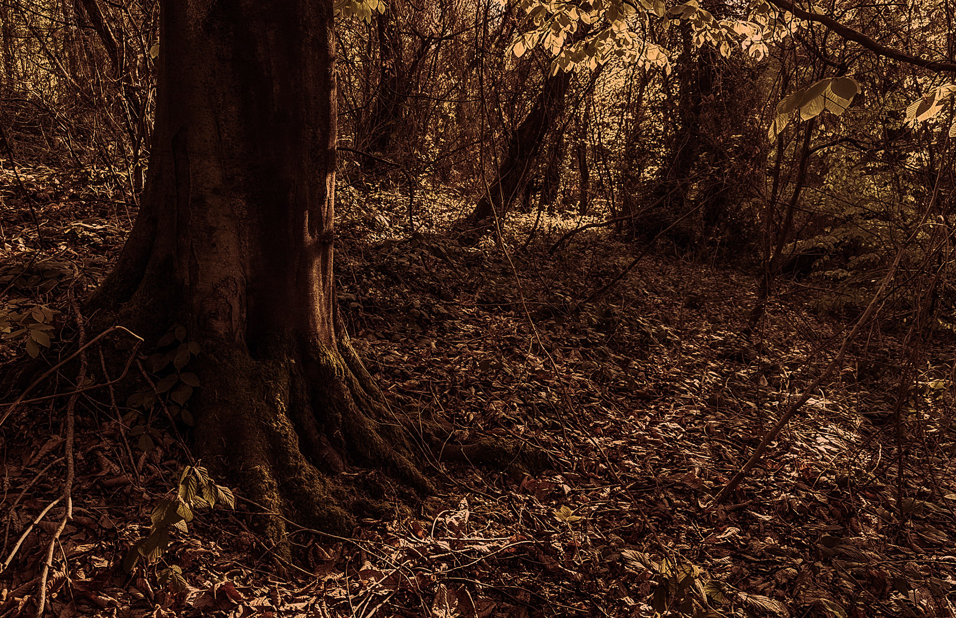 Çavuşbaşı eastern woodland: trees