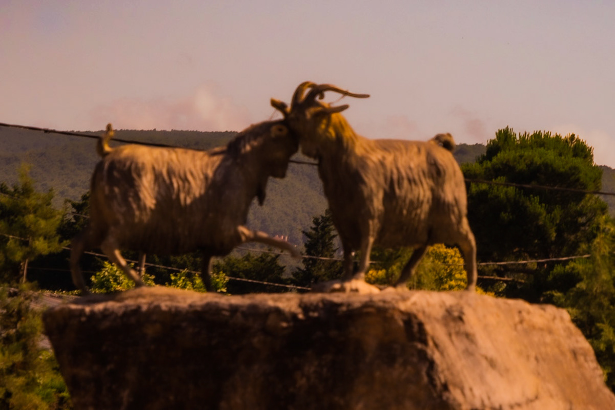 between Ömerliköy and the Çayǧız Deresi: billy-goat statue