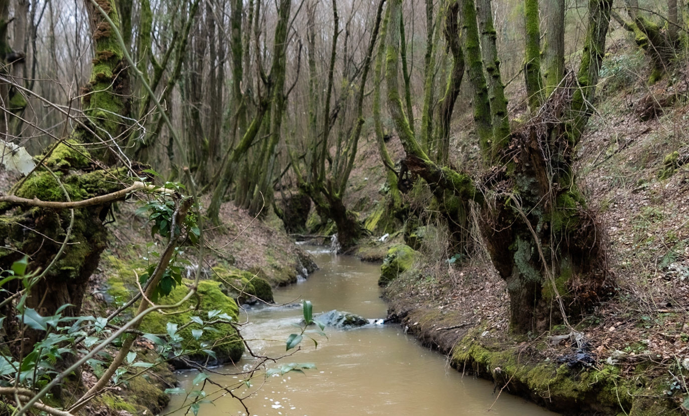 Kozu Deresi valleys: stream and old trees