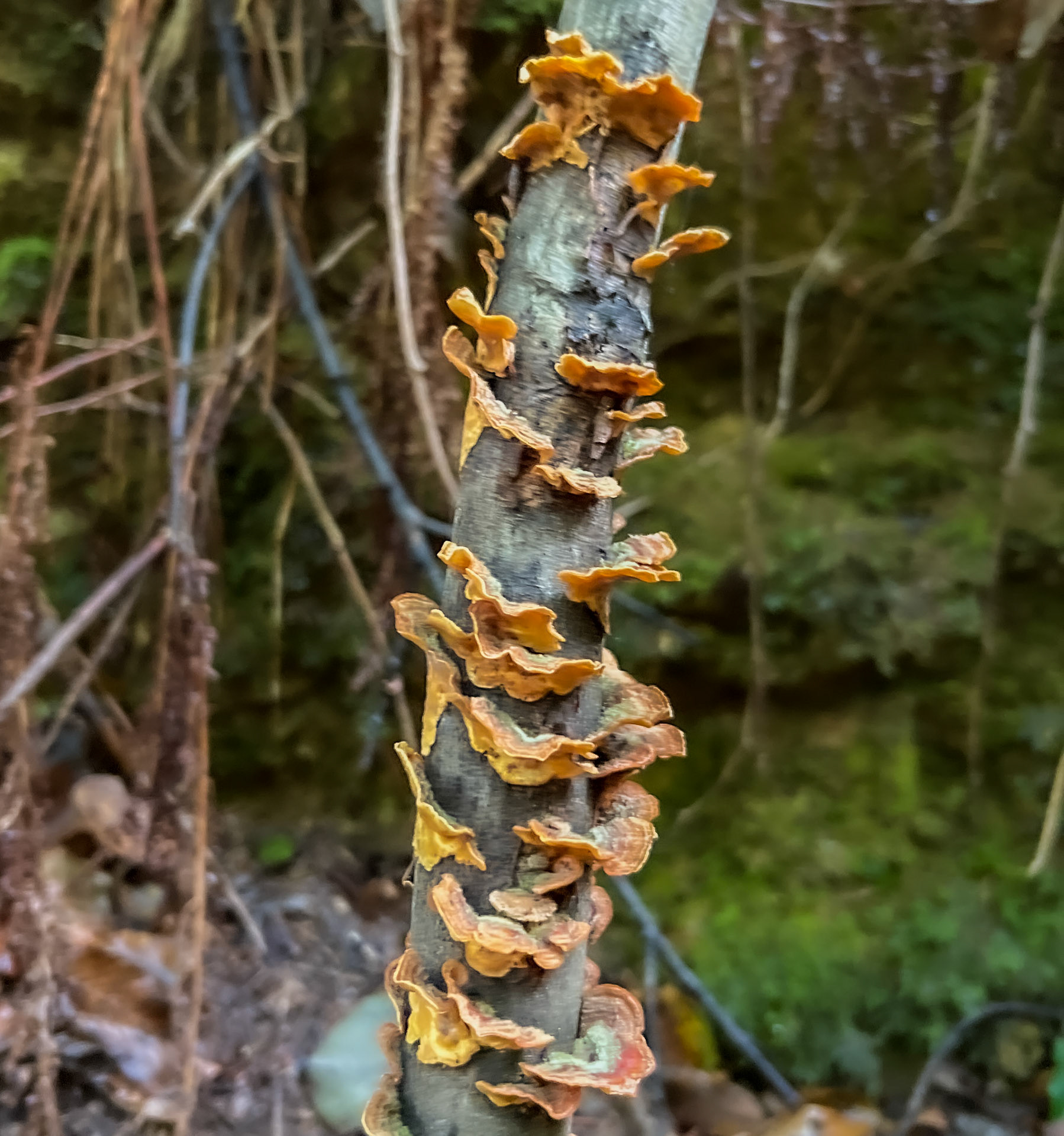 Paşamandıra forest: wood fungi
