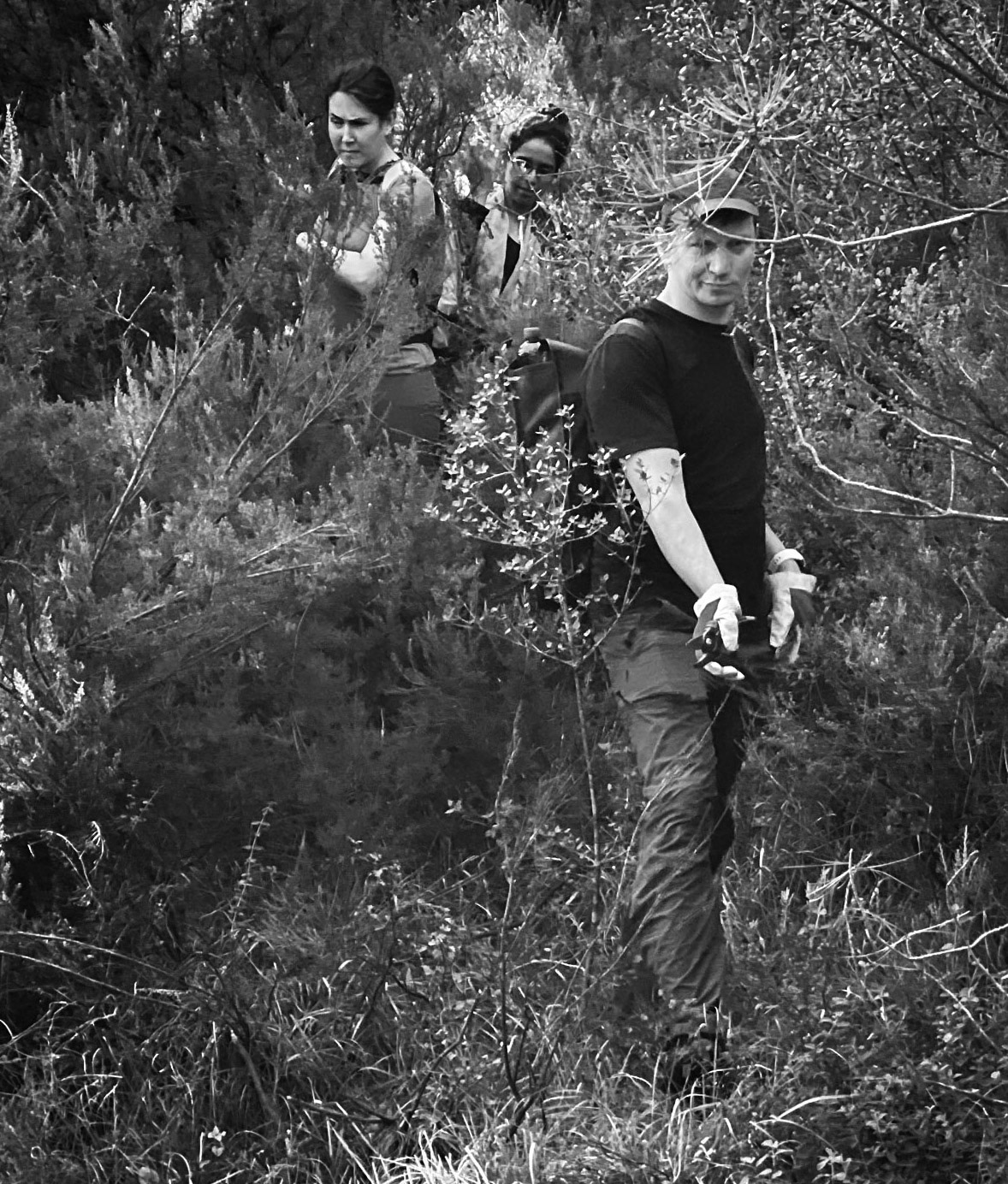 Nazik forest: on a beeline