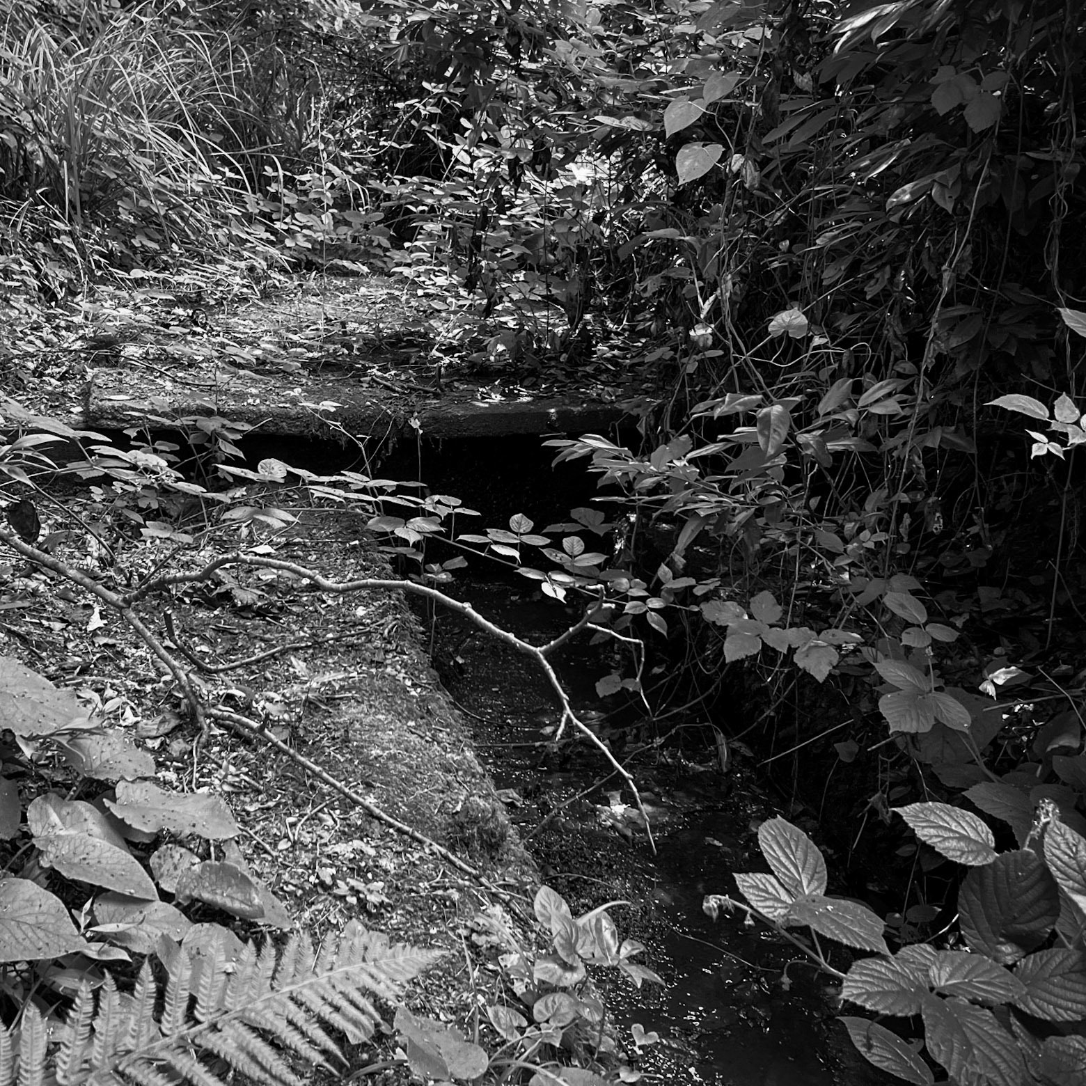 one of Deǧirmen’s western tributaries: a small weir?