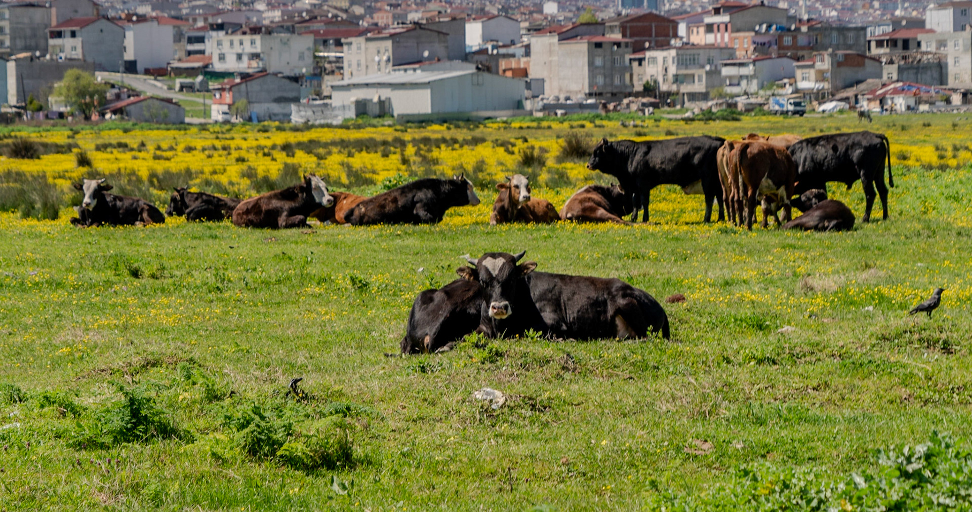 Küçükçekmece SW marsh: marsh cows with Firuzköy-Yeşilkent behind