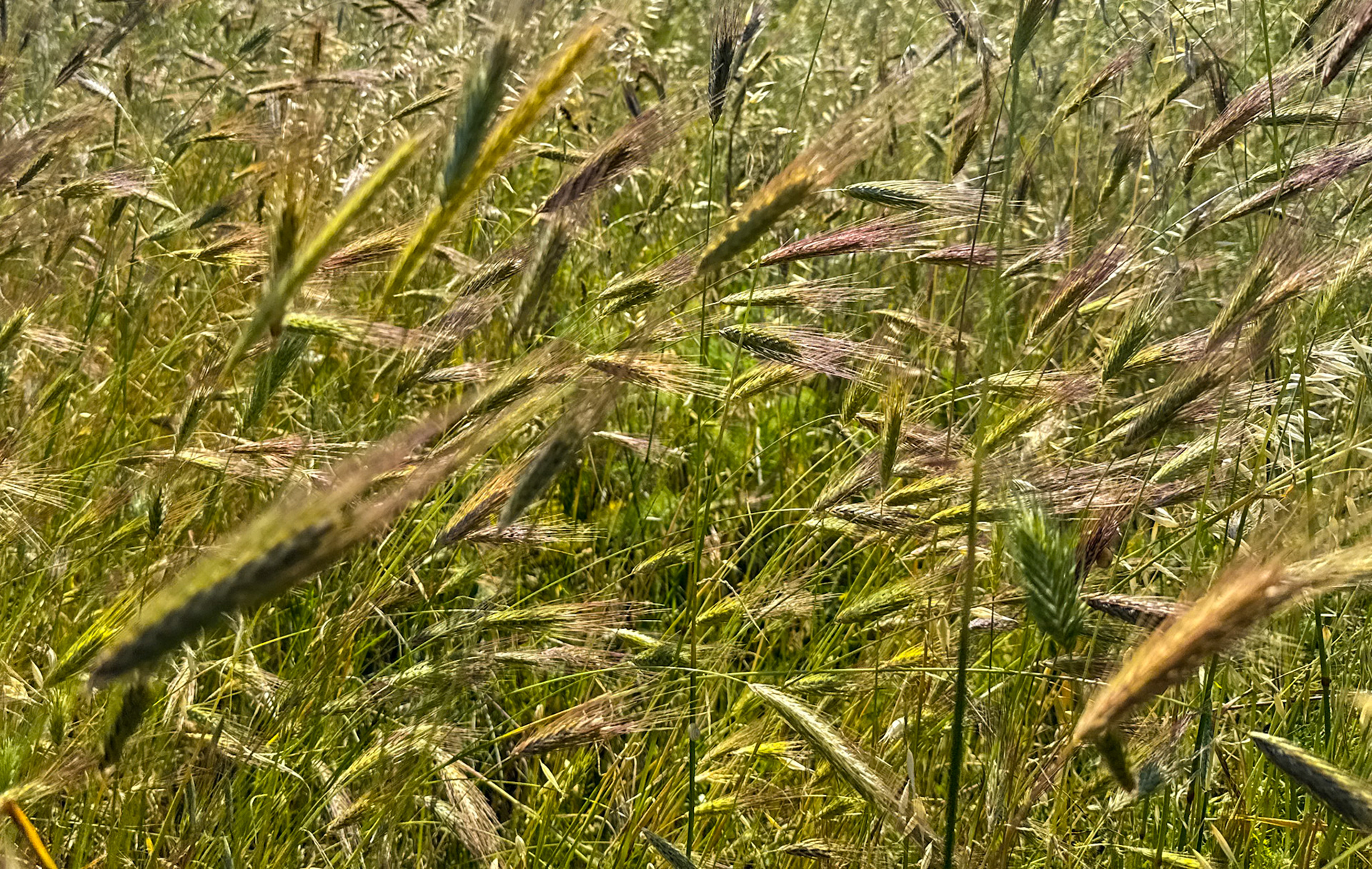 Filiboz: wild grain