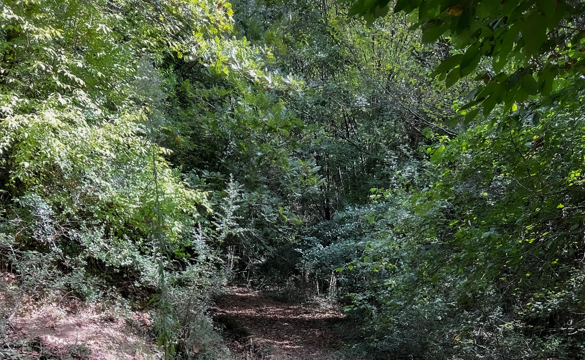 Ayhan Şahenk forest: path