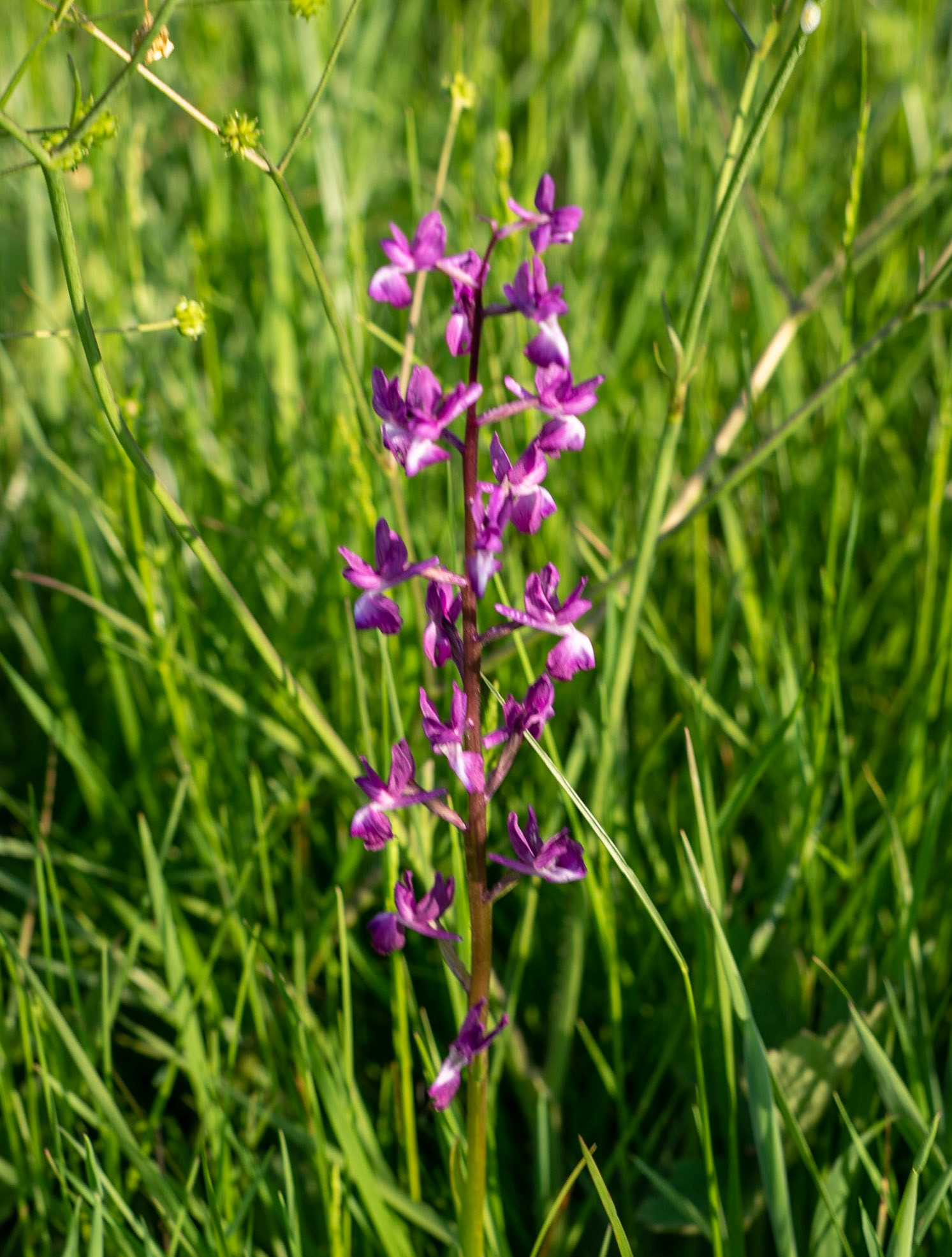 Germe's picnic pastures: an orchid in flower