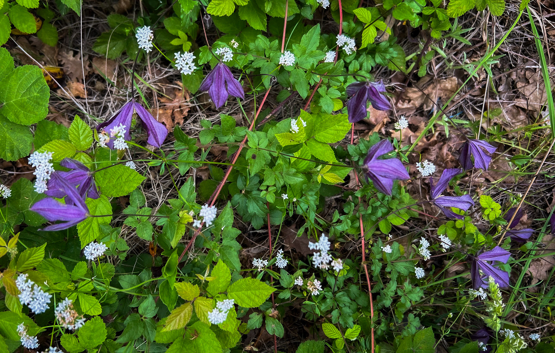 Riva SW forest: purple and white flowers