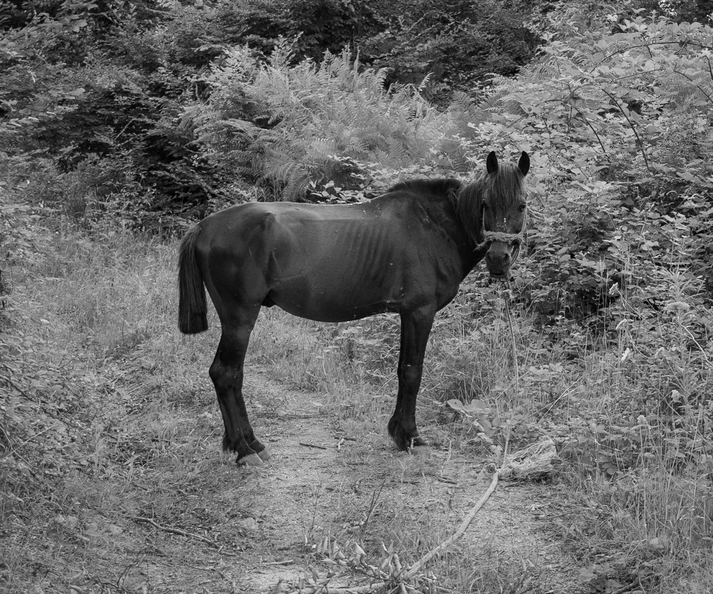 Ömerliköy watermain route: tethered horse by a farm