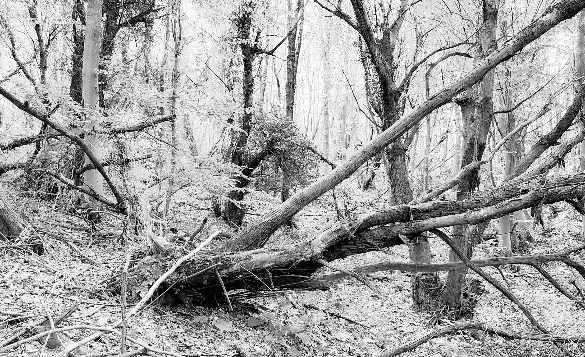 northern Alemdaǧ forest: trees