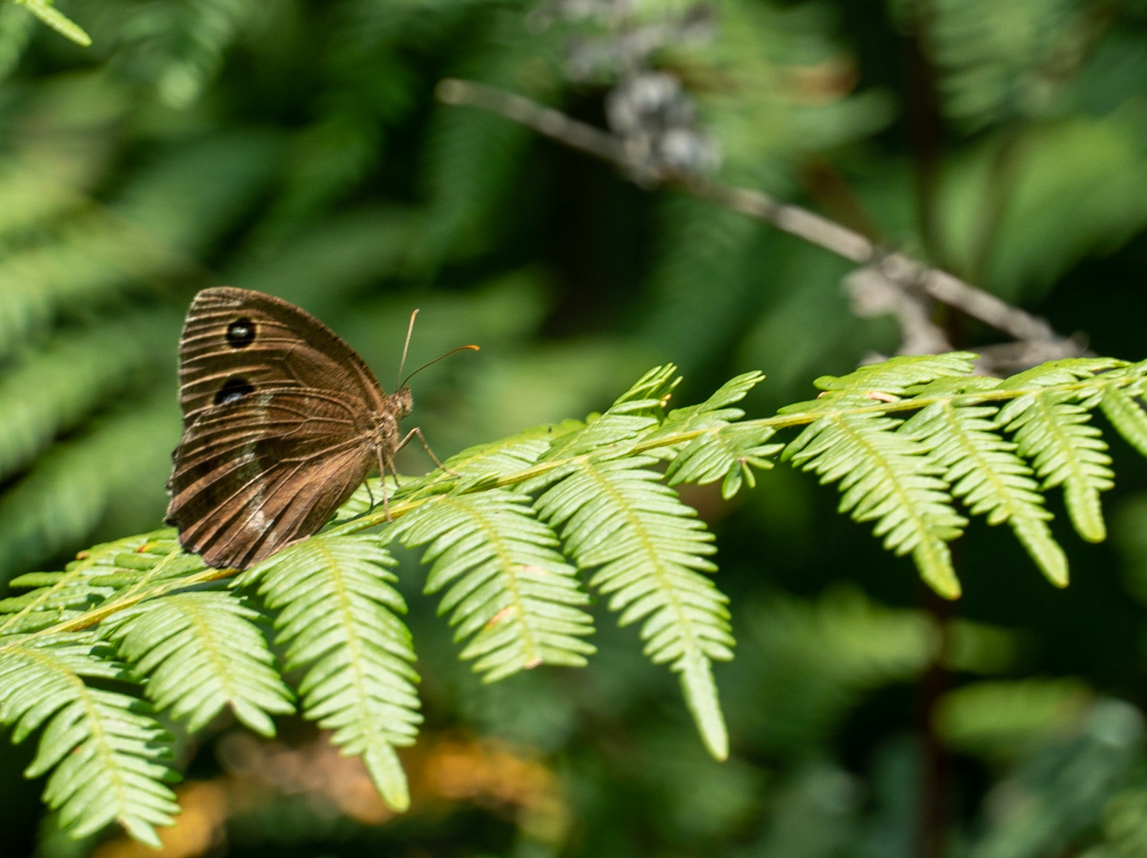 Kanlı forest: moth