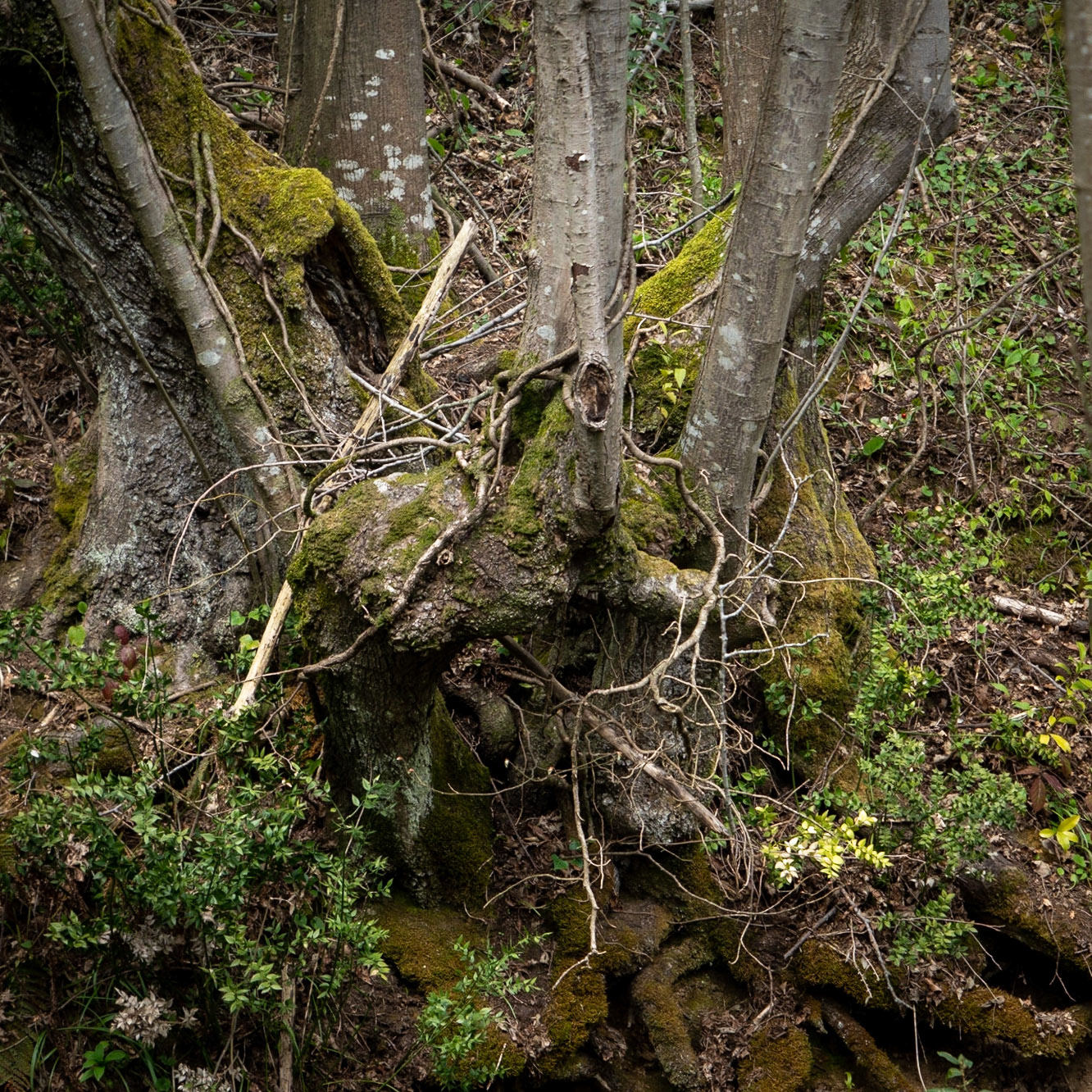 Paşamandıra woodland: an old tree