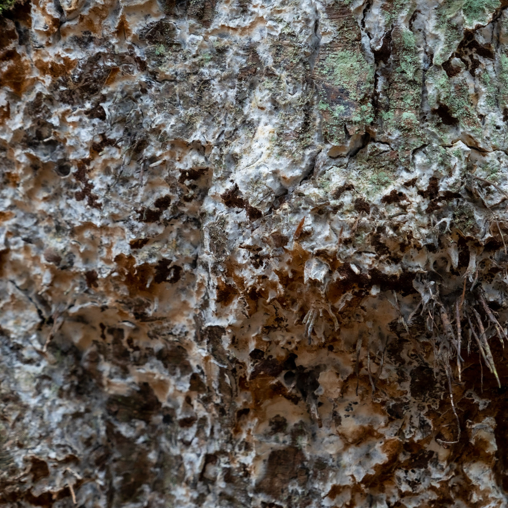 Kozu Deresi valleys: old bark
