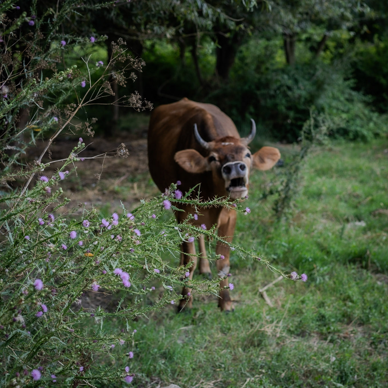 northwestern Küçükçekmece marsh: a very unhappy, bellowing marsh cow (probably because it needed milking)