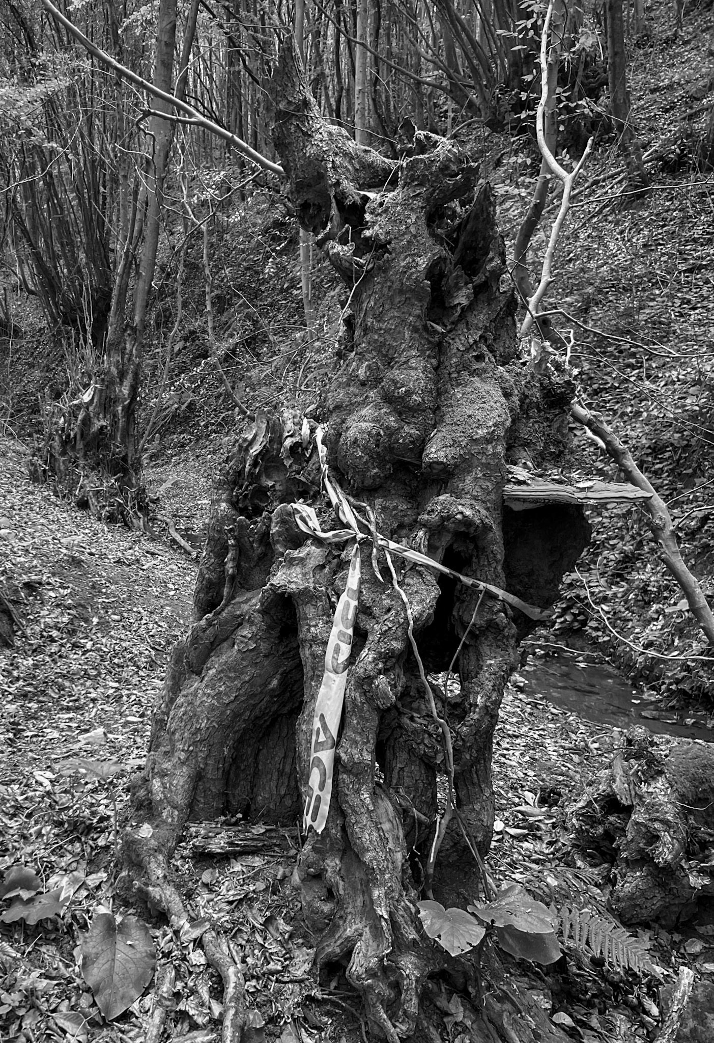 Zerzevat east streamwalk: old tree