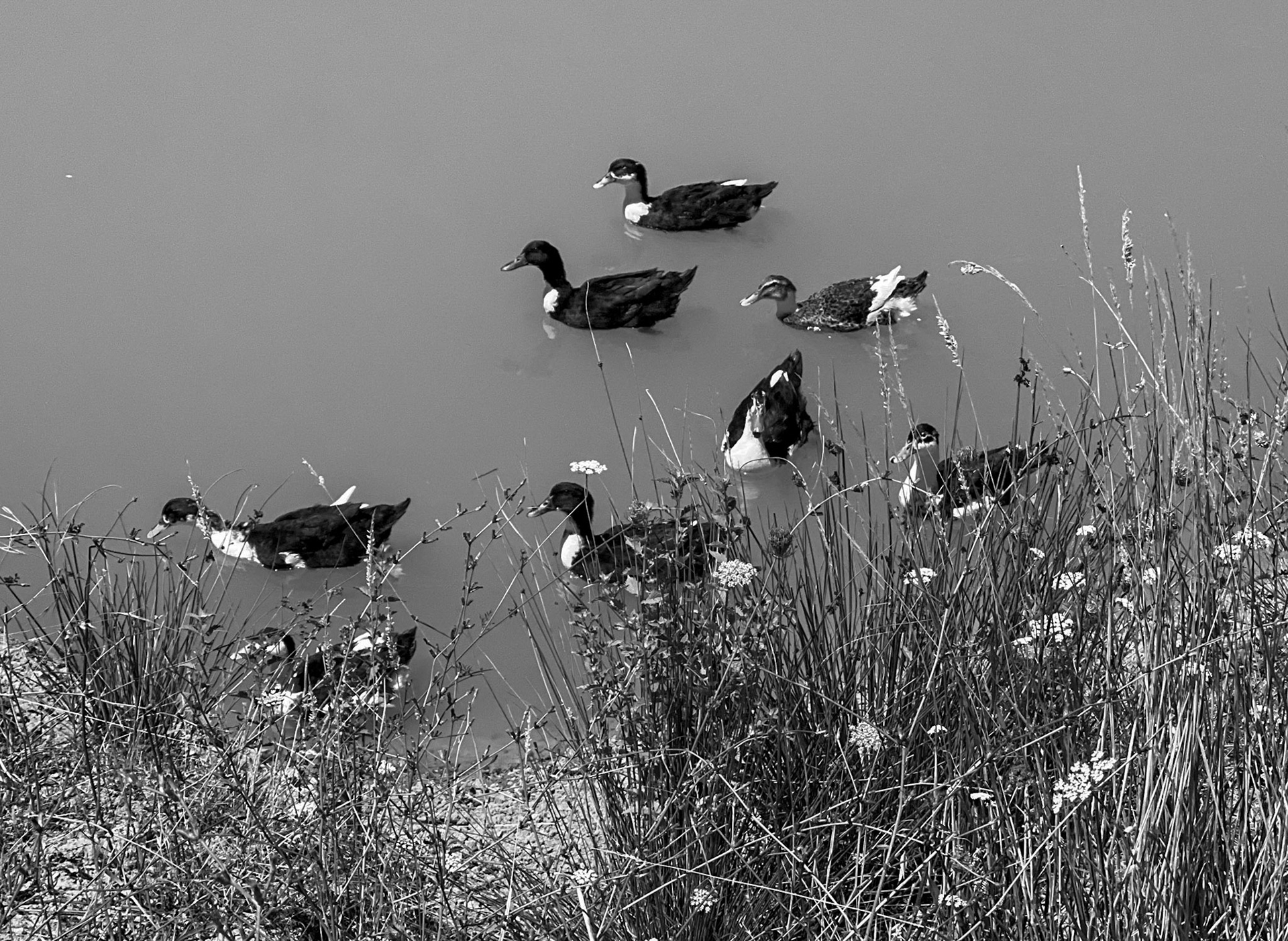 Kurtdoǧmuş fields: ducks