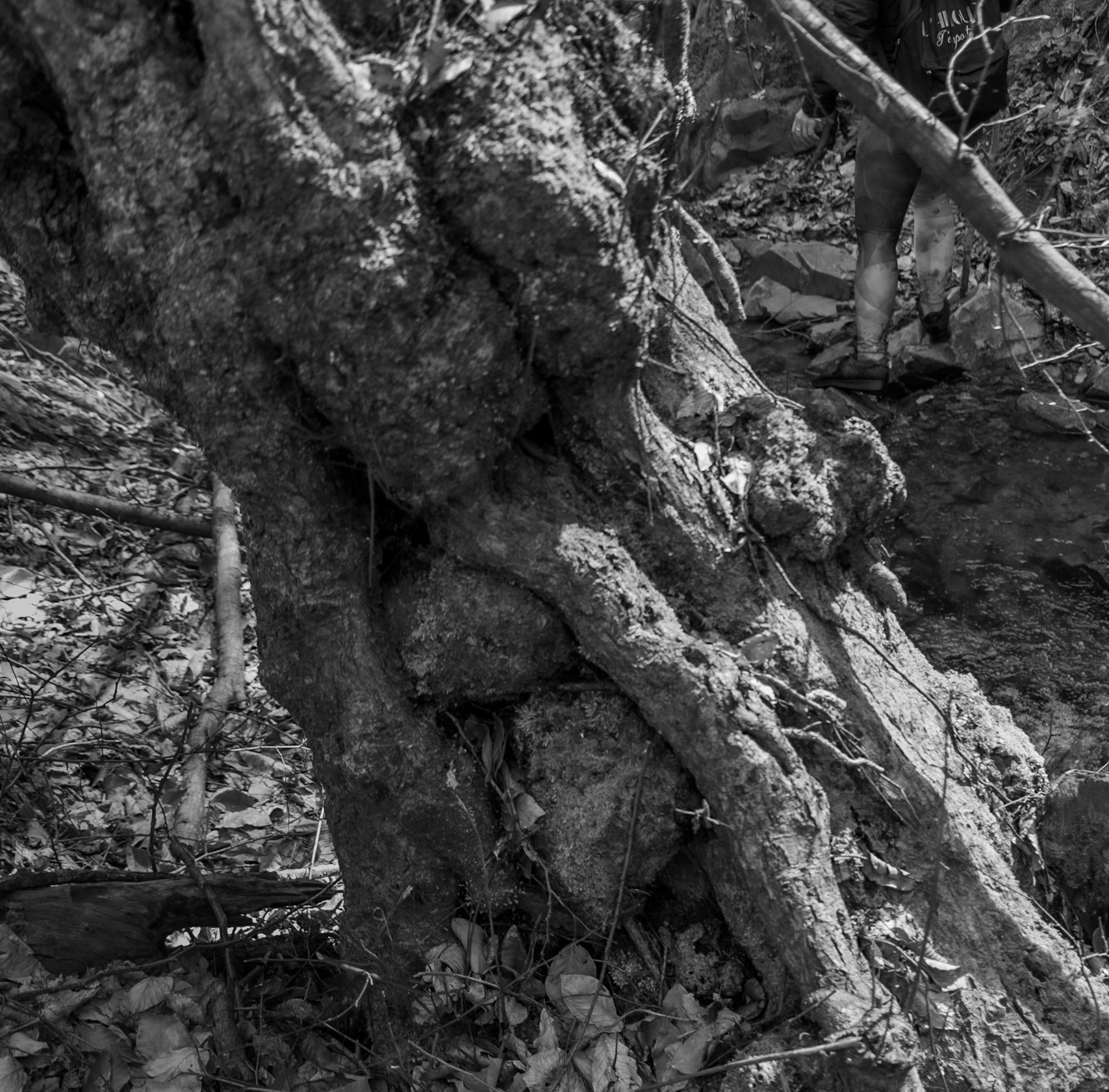 Zerzevat stream valley: a gnarly old tree