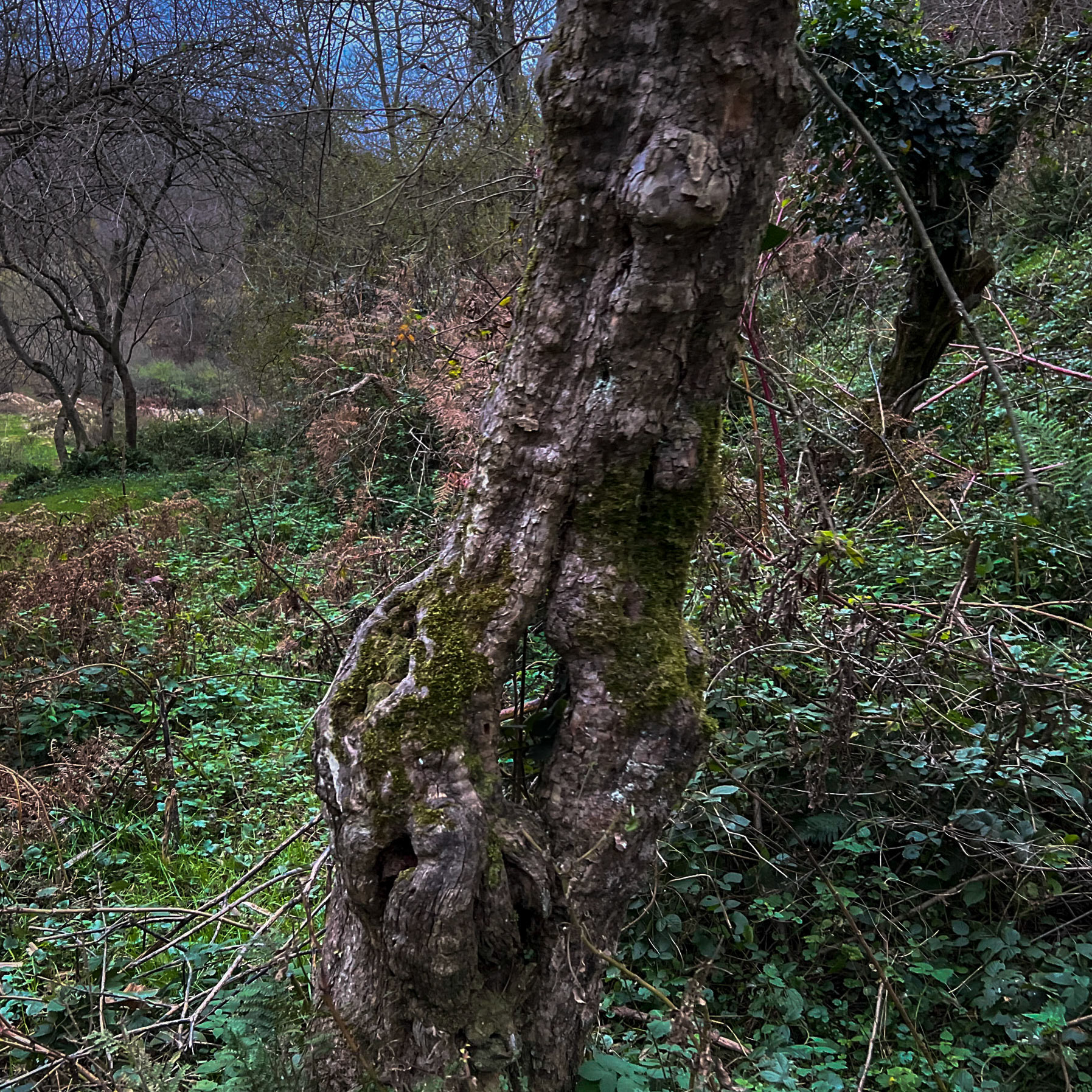 Akbaba old woods: old tree