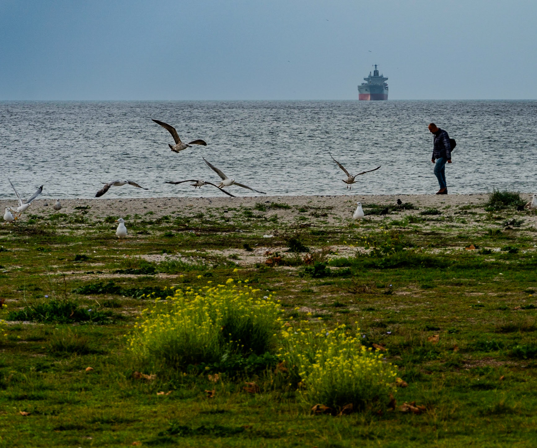 the shore of the Sea of Marmara between Gümüşpala and Menekşe Plajı: a freighter at anchor while waiting for its turn to pass through the Bosphorus, seagulls and a man walking along the beach