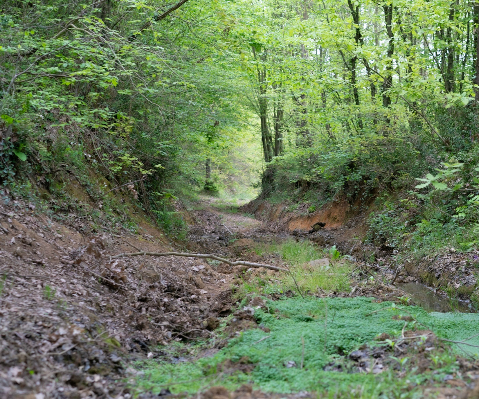 east of İshaklıköy: green track