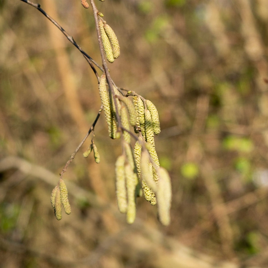 between Cumhuriyet and Polonezköy: catkins