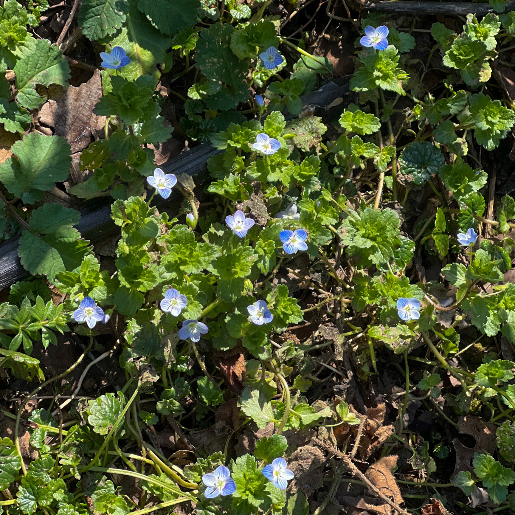 Akbaba northern forest: sky-blue flowers