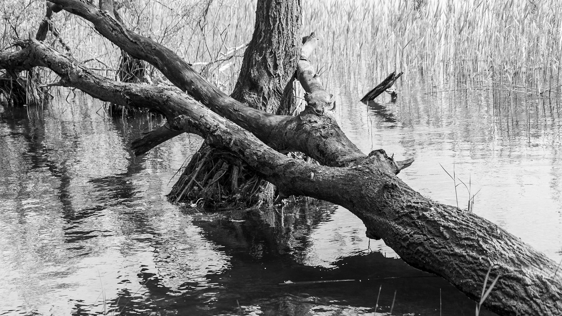 Trikos promontory: swampy trees