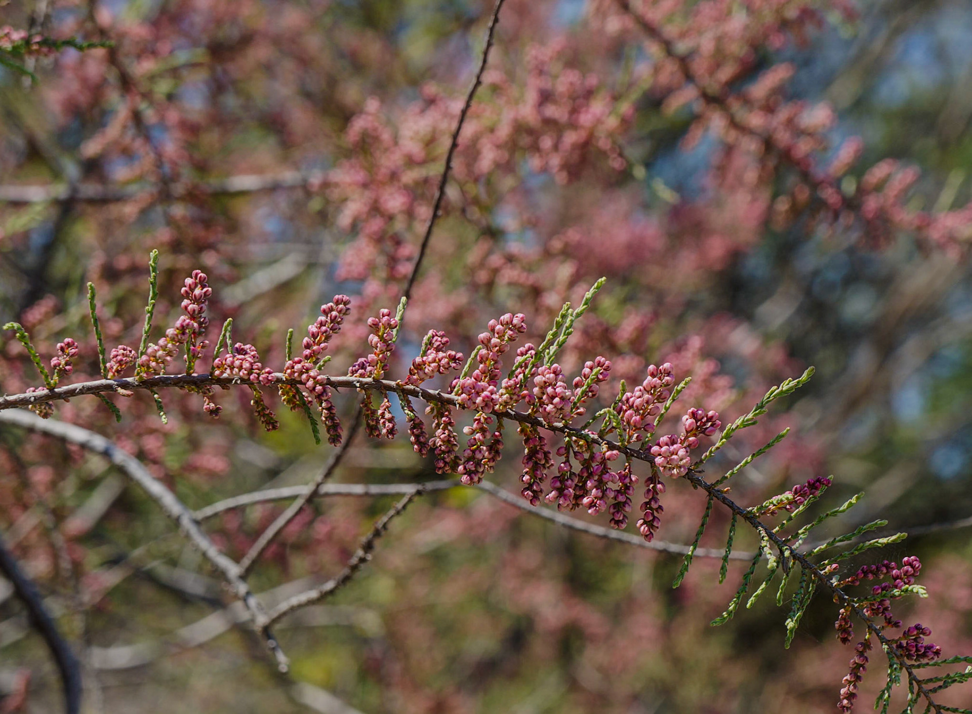 Küçükçekmece western lakeside: sprays of tiny pink flowers (tamarisk /ılgın)