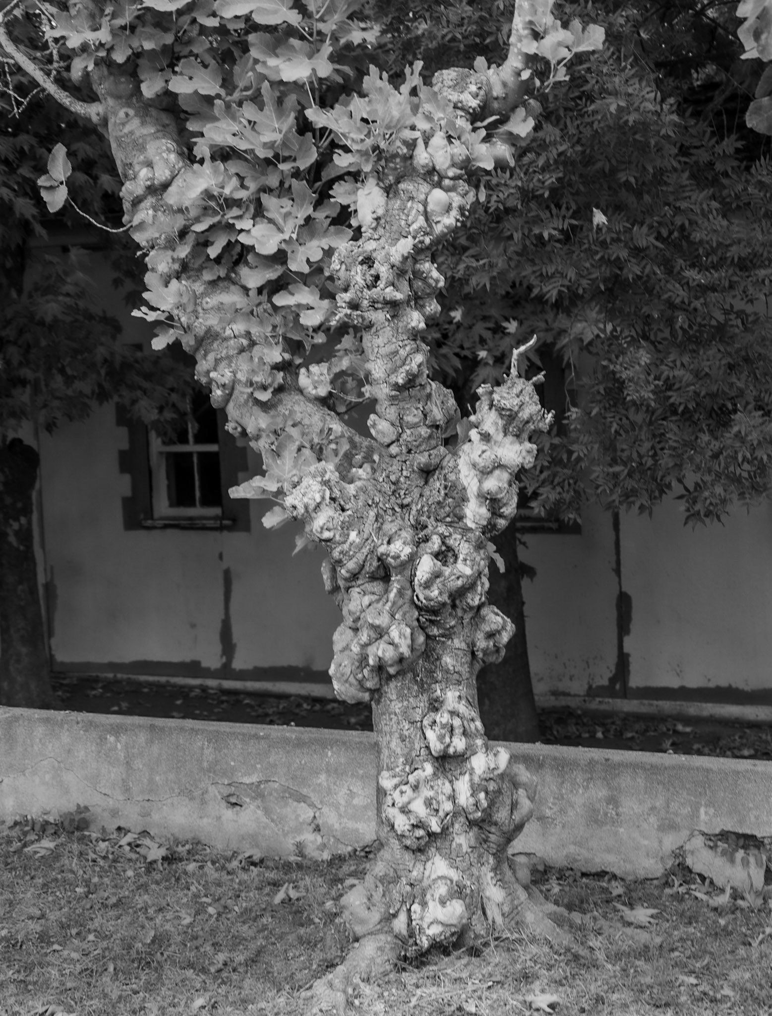 Karaburun: gnarly tree by the 'English' houses