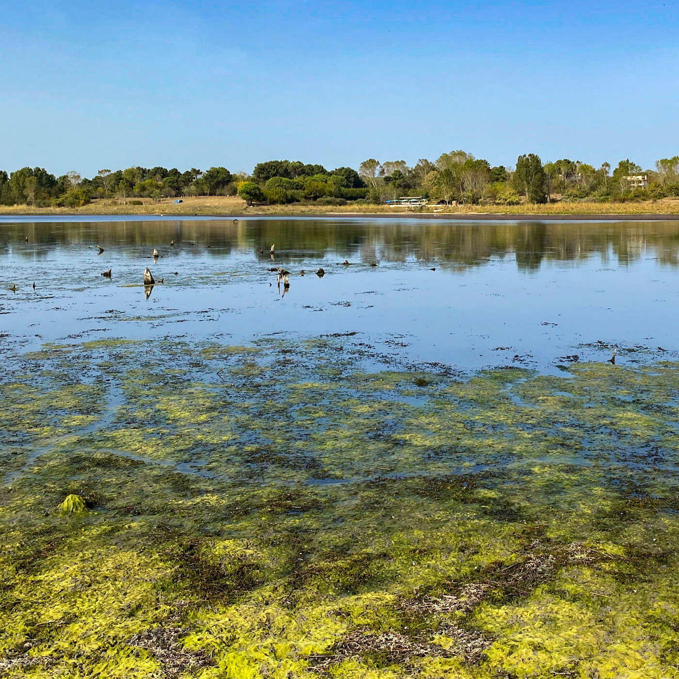 Trikos mudflats: view north