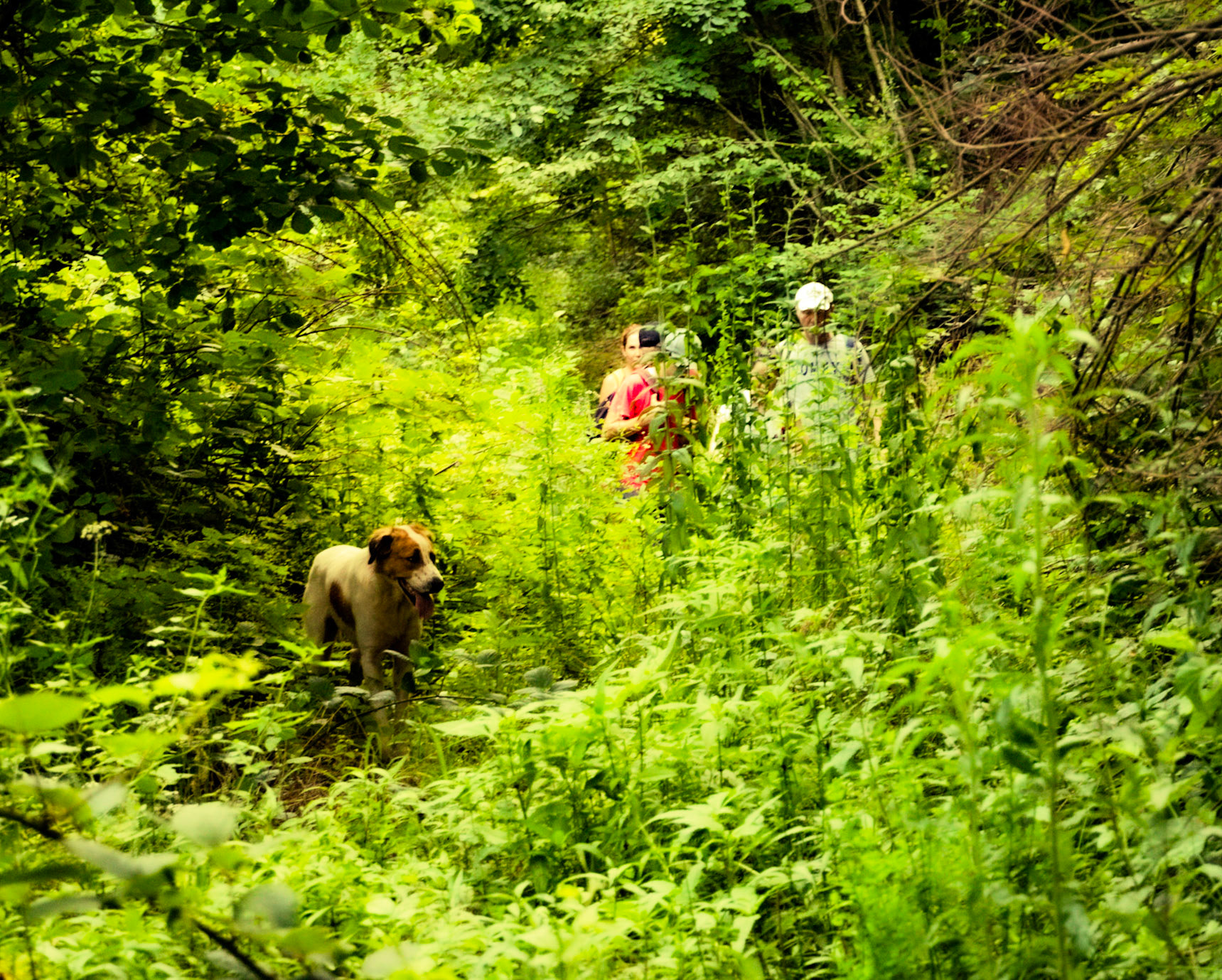 Ömerliköy watermain route: making our way through vegetation with our daydog