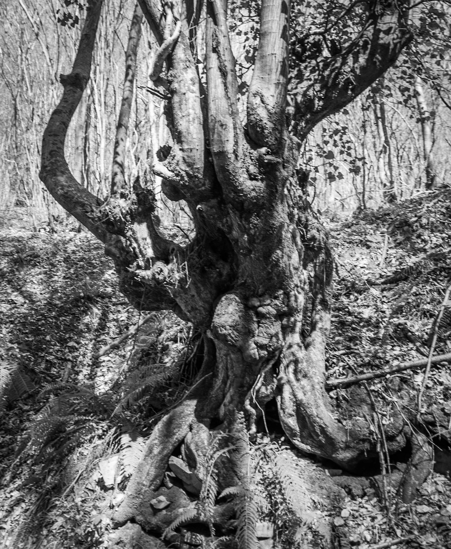 Zerzevat stream valley: octopus tree