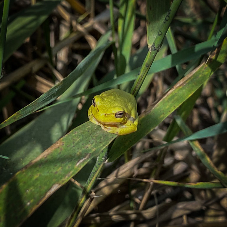 Trikos mudflats: emerald frog (possibly, a reincarnation of Buddha)