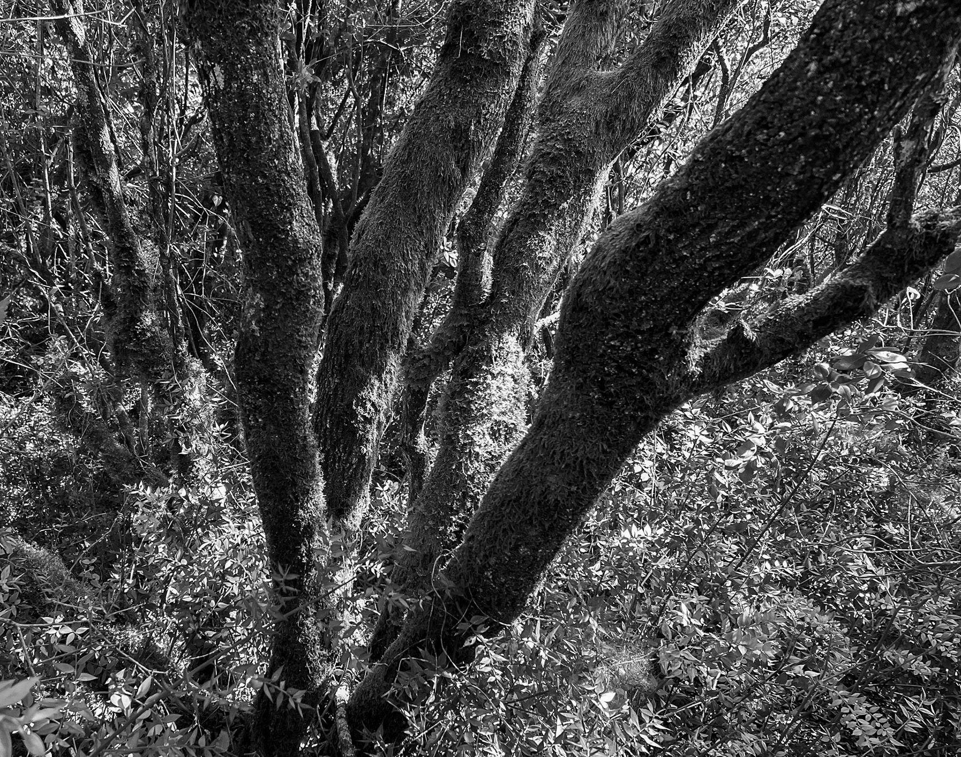 Ayhan Şahenk forest: forking tree