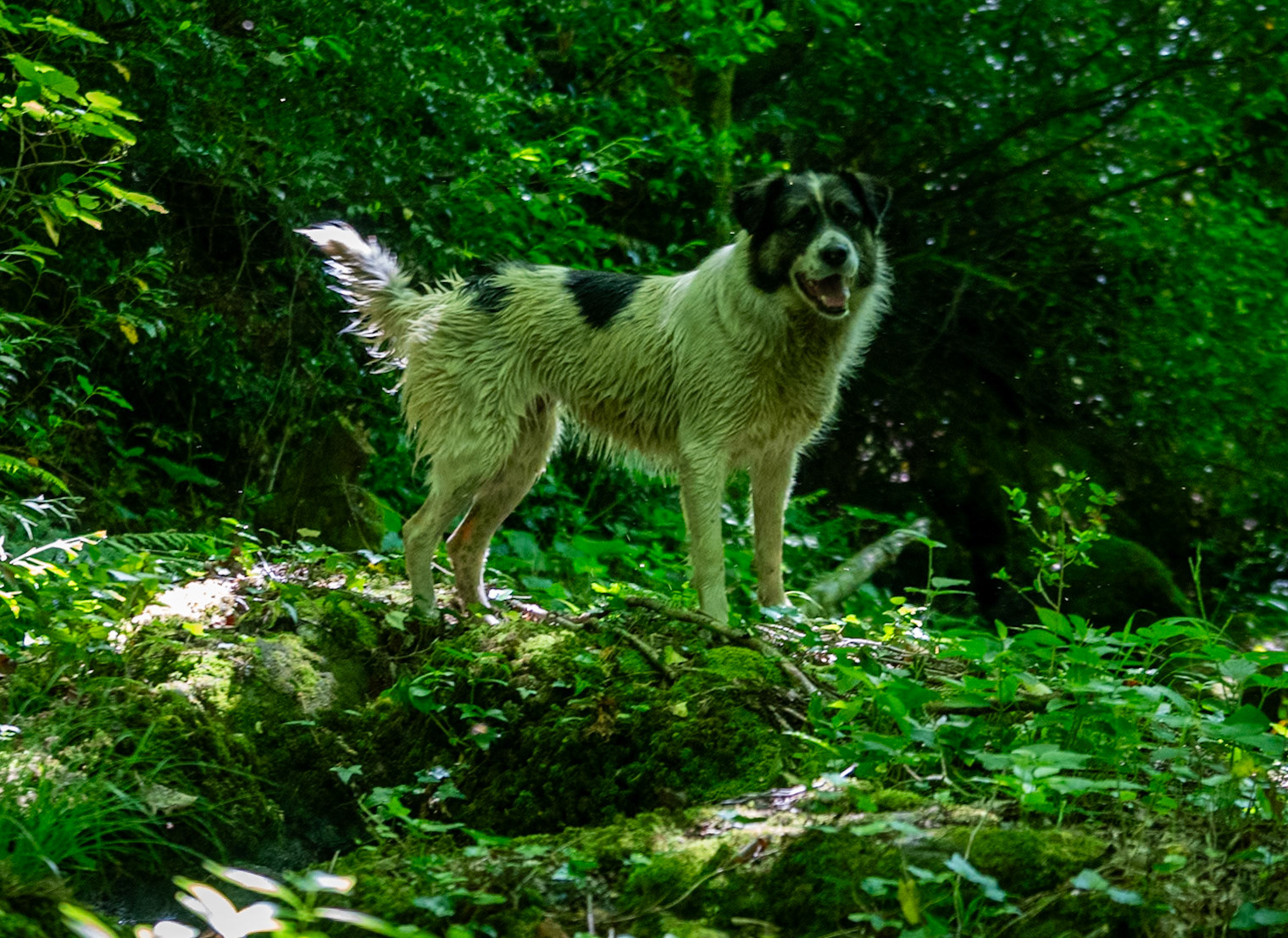 Kılıçlı southeastern stream walk: ever happy Bonnie