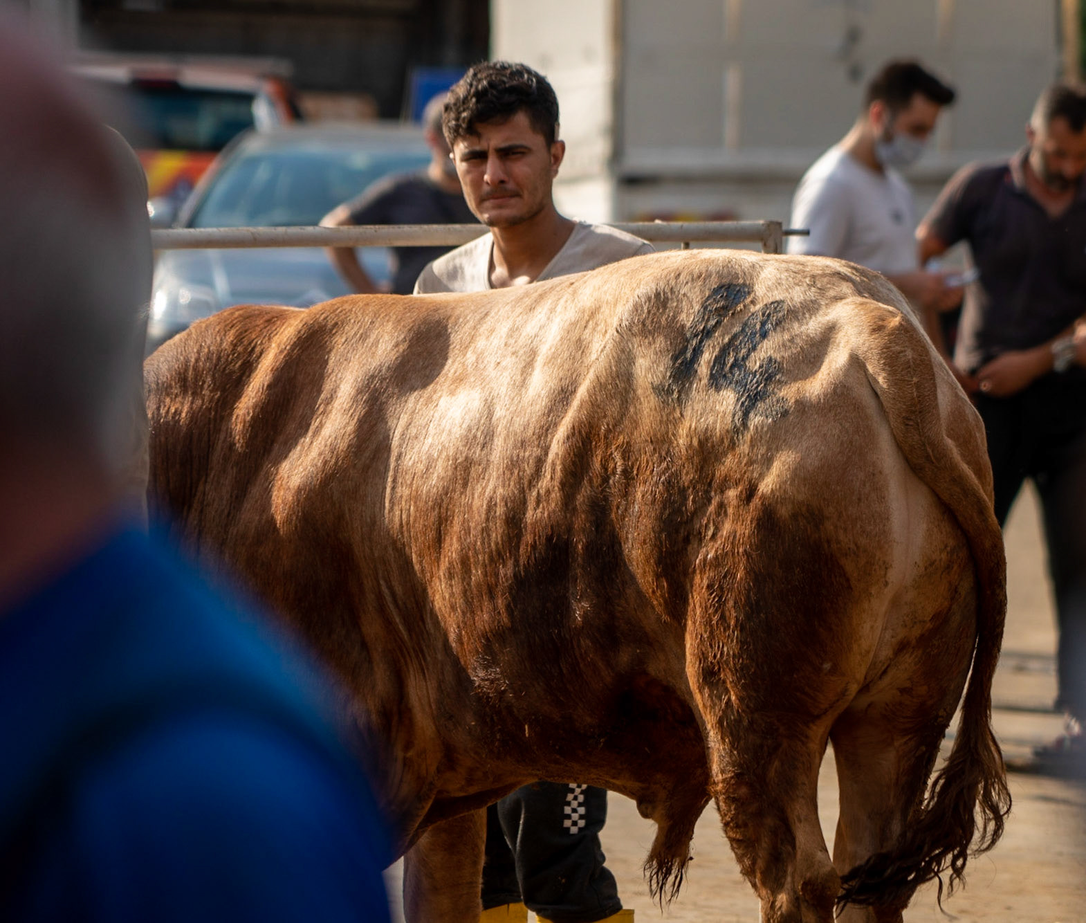 Alibeyköy Kurban Satış ve Kesim Alanı: I get the eye