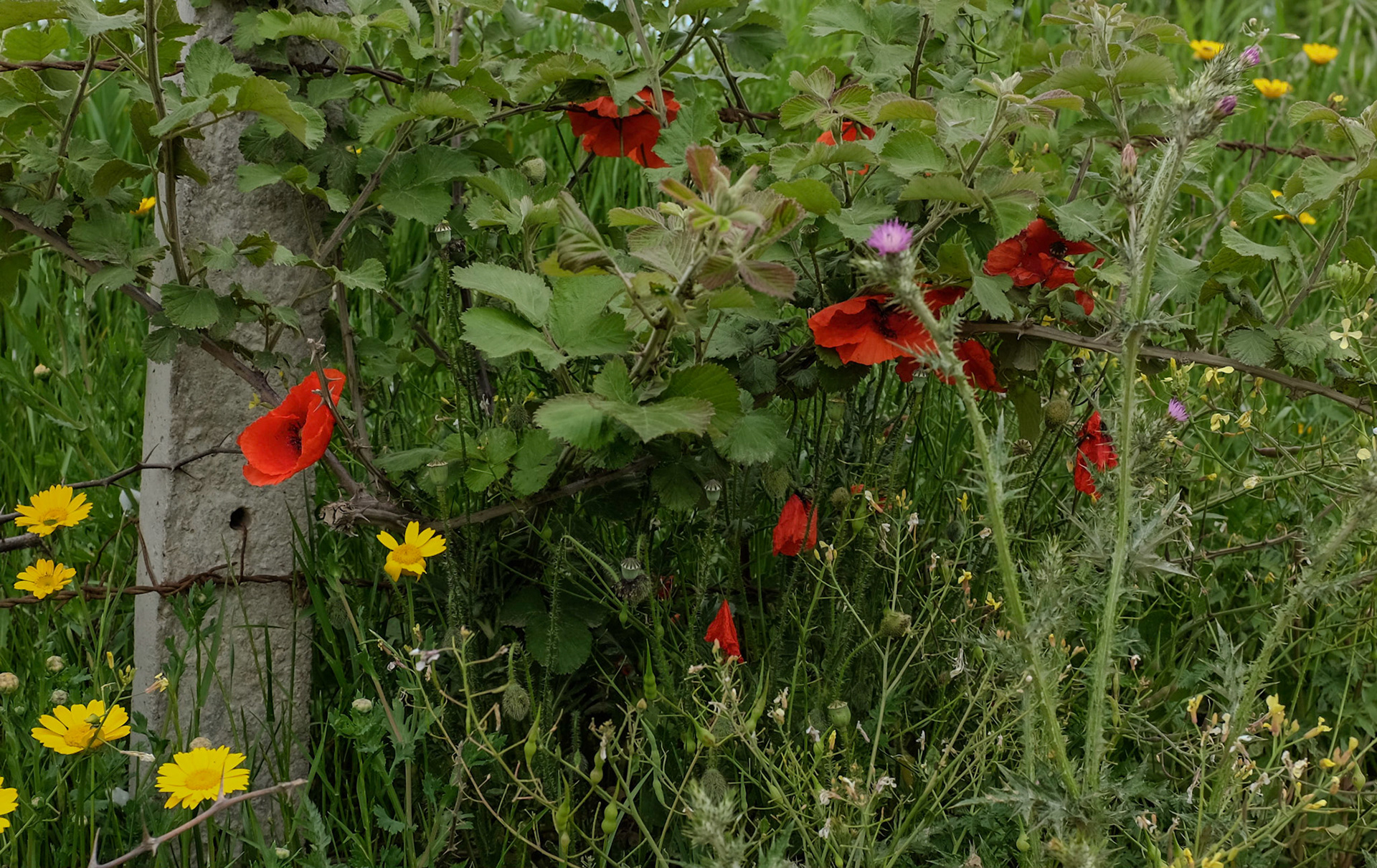 between Yeniköy and Terkos: poppies, plumeless Italian thistles, golden marguerites, yellow chamomiles and oxeye