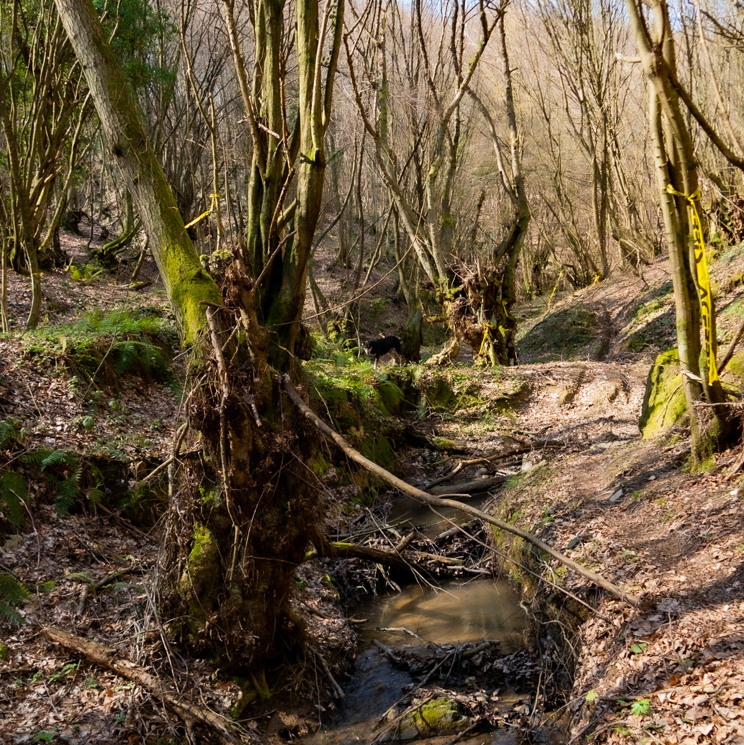 Zerzevat stream valley: old trees