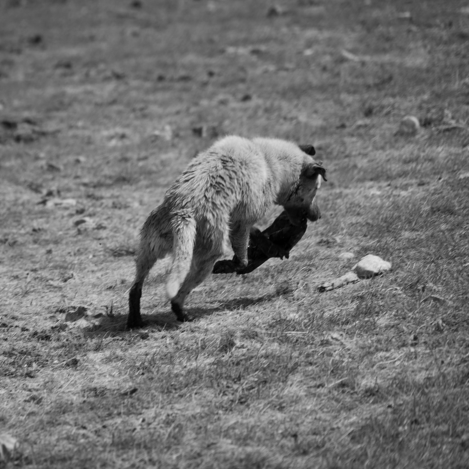 Sazlıdere northern reservoir: Scraggle plays with a bin bag