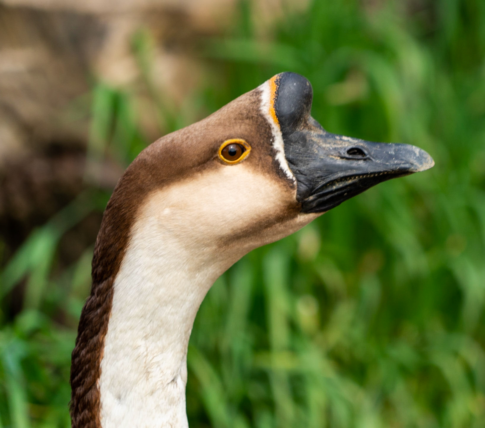 goose portrait