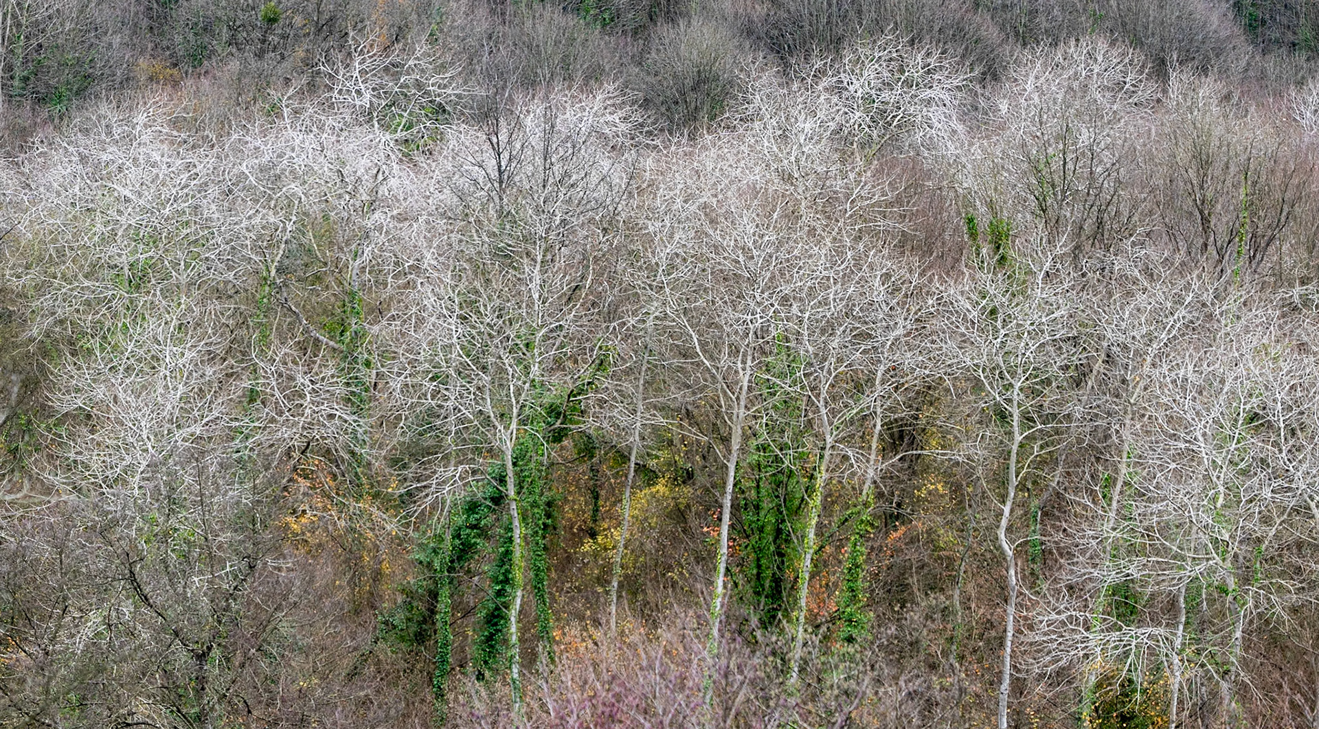 İshaklı forest: sceptre trees