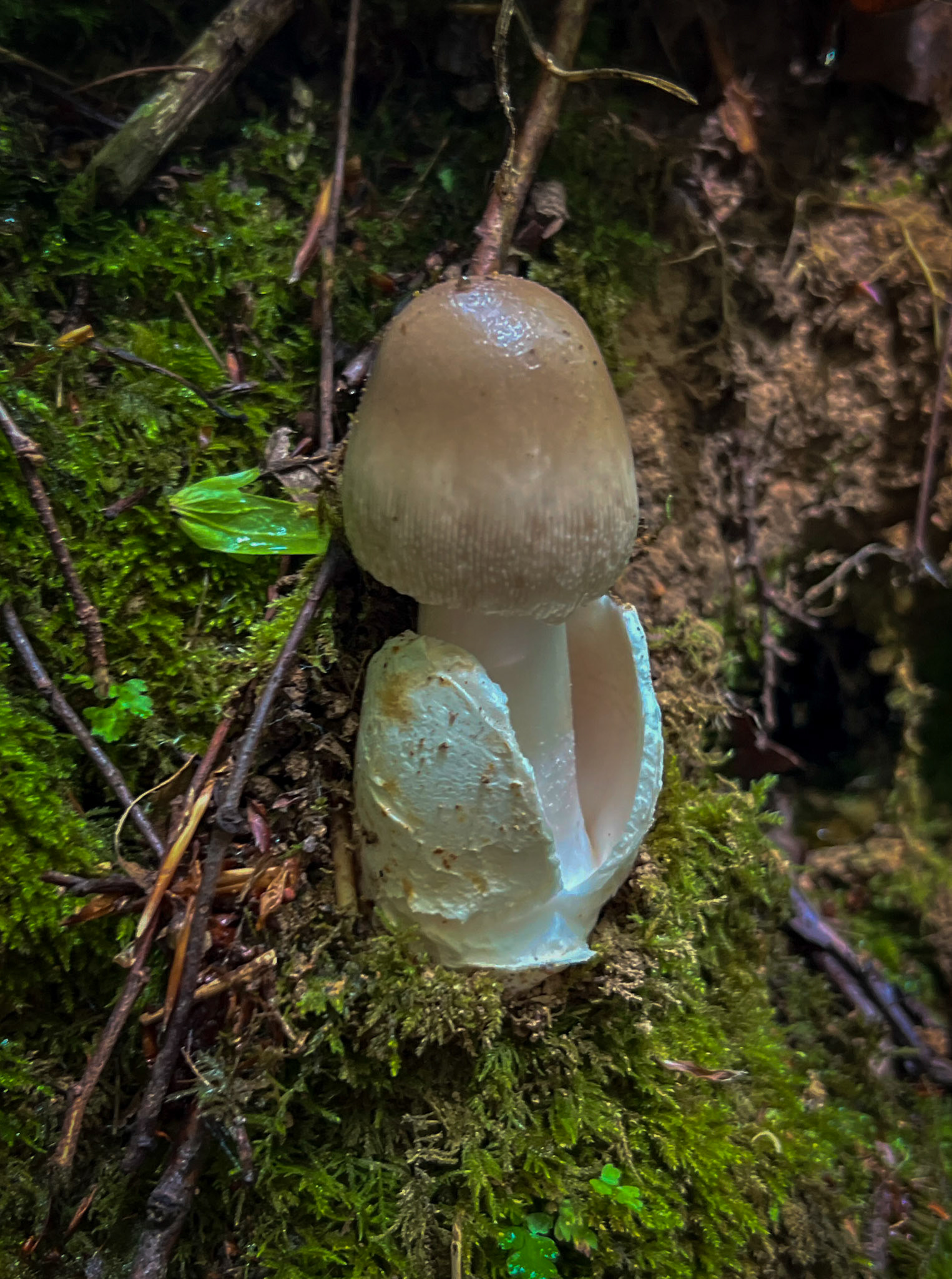 Zerzevatçı streamwalk: toadstool