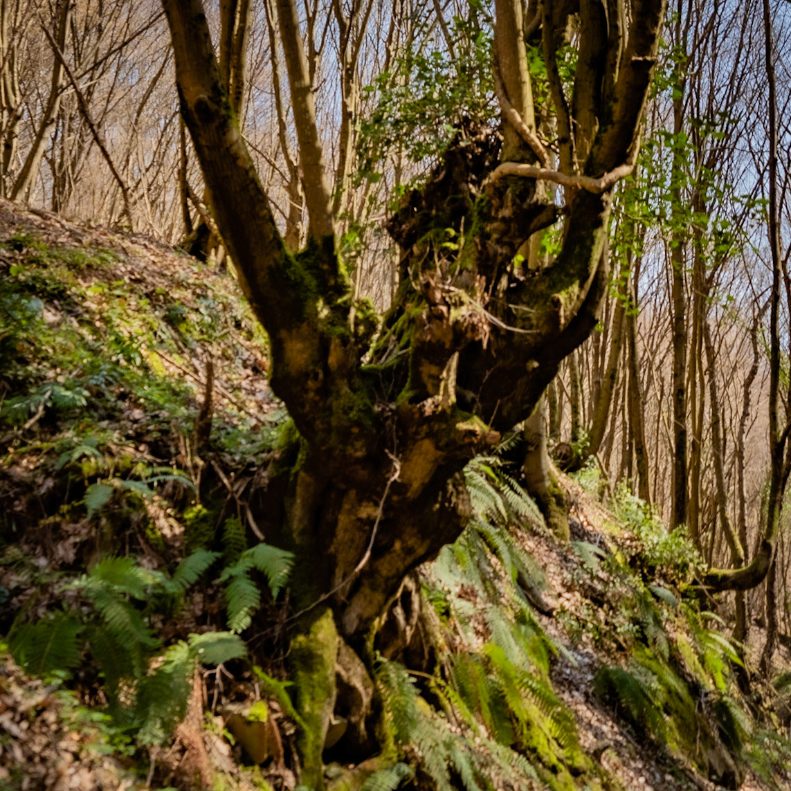Zerzevat stream valley: jagged old tree