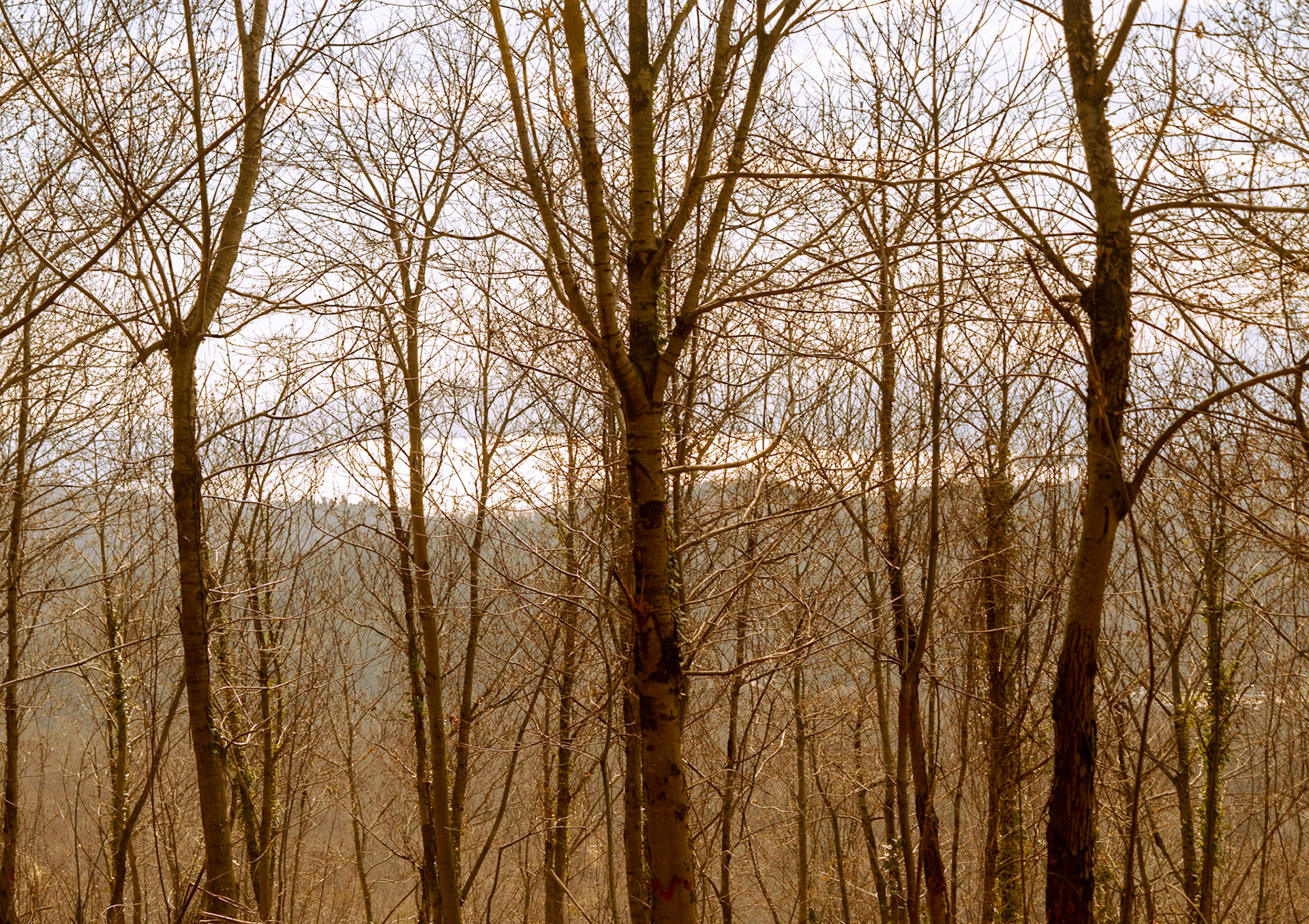 Kaymakdonduran woods: demarcated trees with the Bosphorus behind