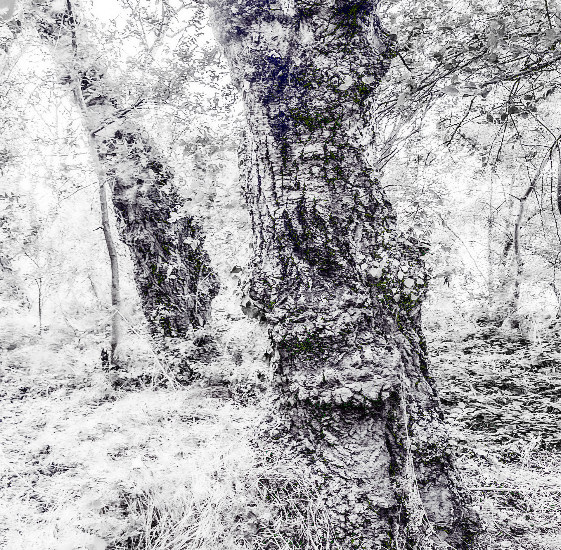 heading north from Bathonea: older trees