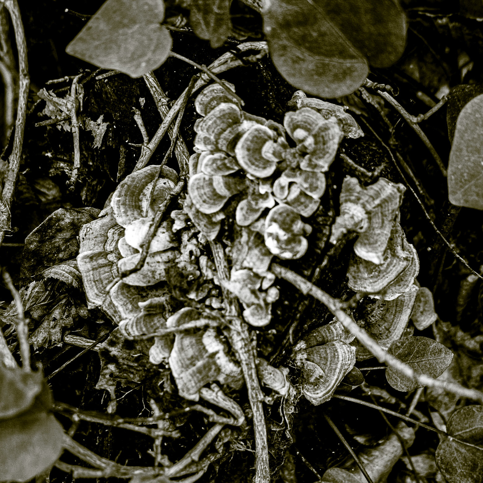 Alemdaǧ forest: wood fungus