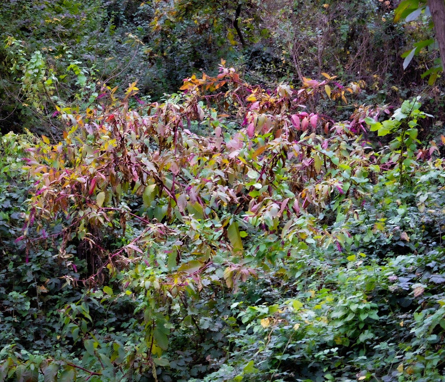 Tokatköy forest: wine-coloured leaves