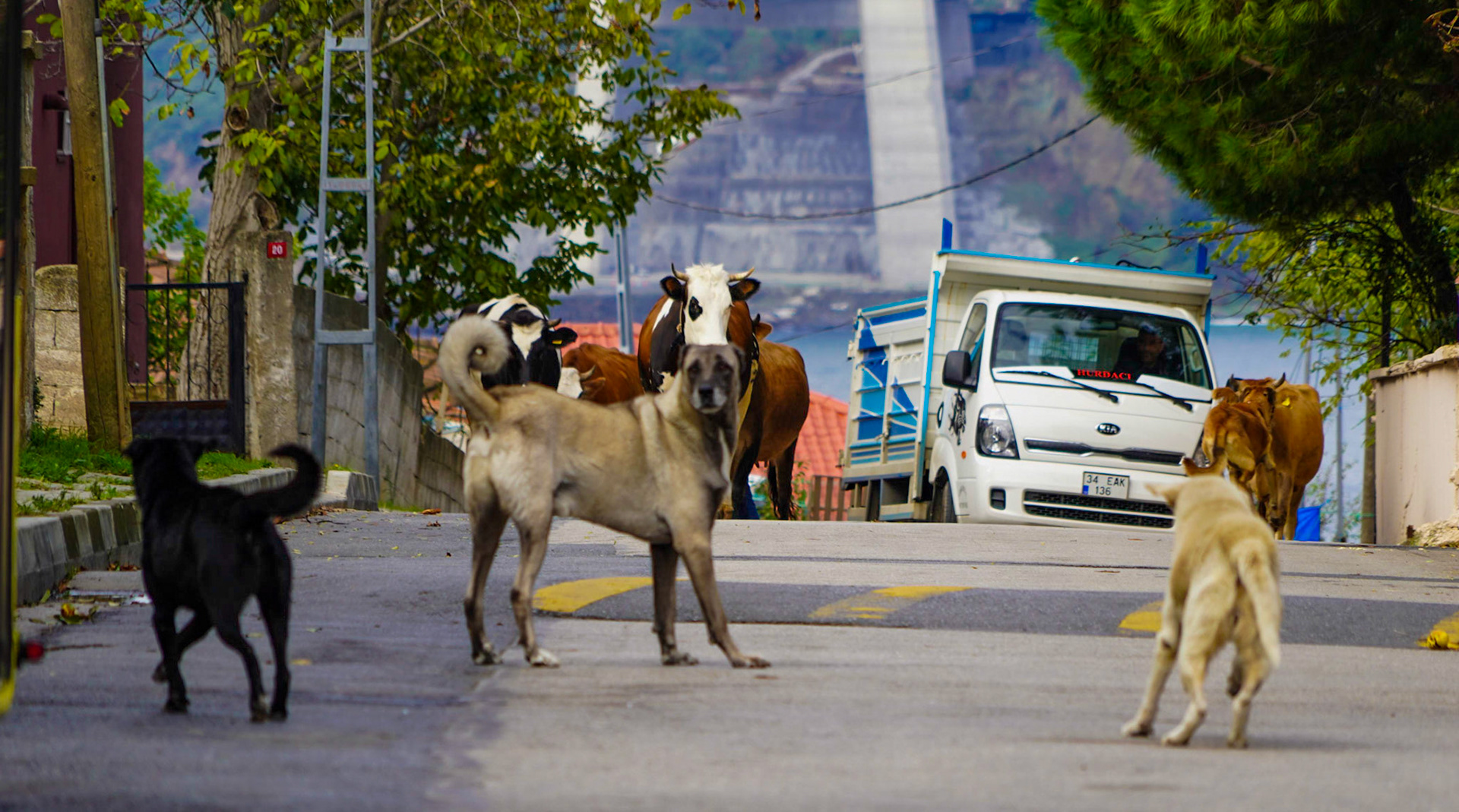 upper Poyraz: street dogs versus Clever