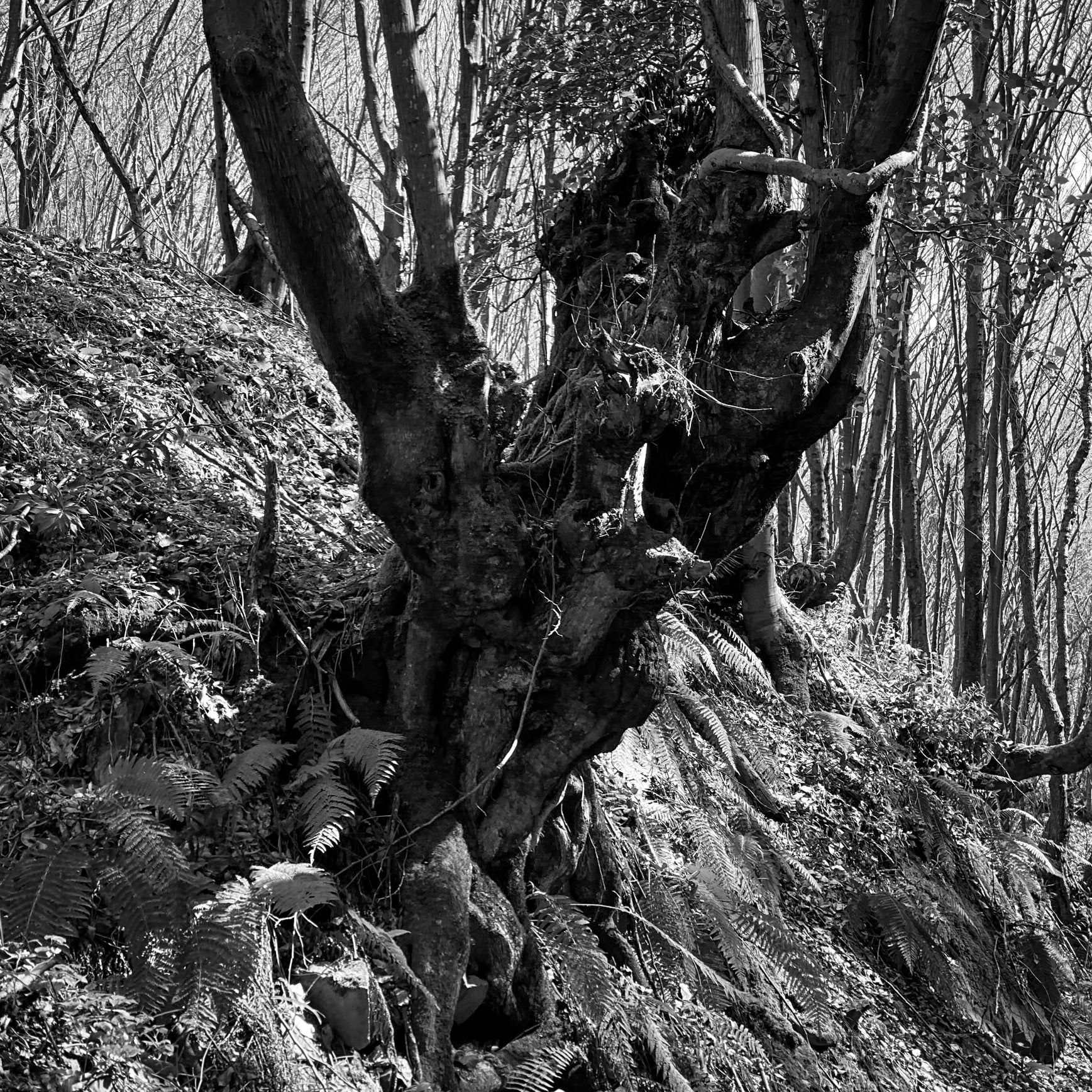 Zerzevat stream valley: jagged old tree